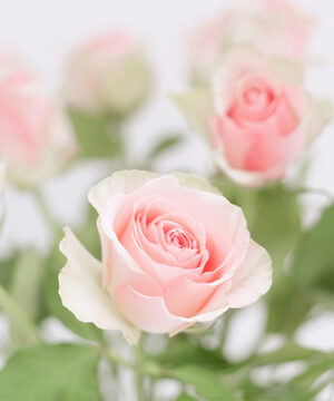 Sarie Spillemaeckers